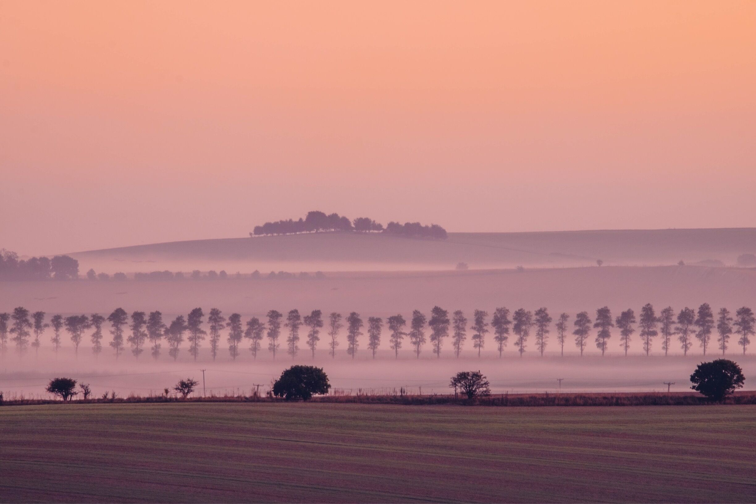 A misty landscape with a row of trees and a hill in the distance.