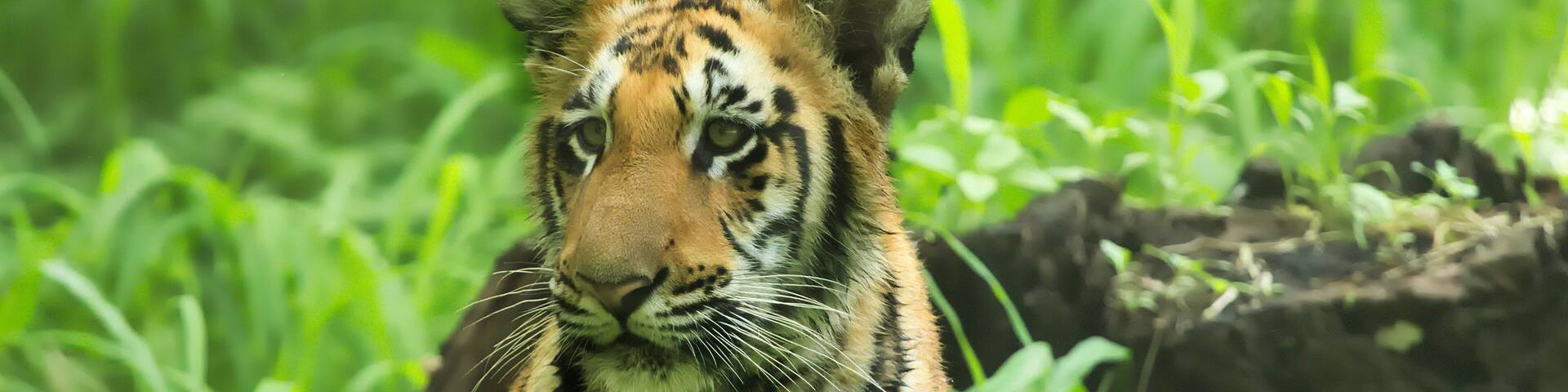 Royal Bengal Tiger in Sundarban