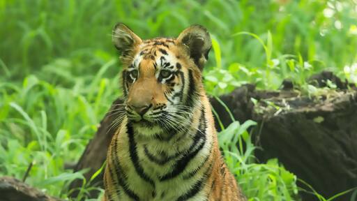 Royal Bengal Tiger in Sundarban