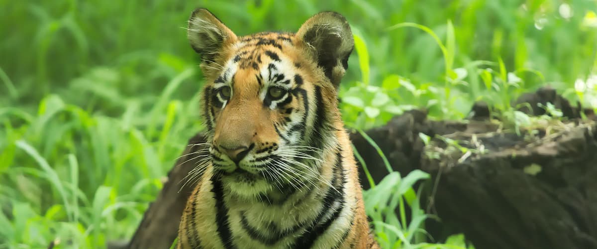 A tiger in a lush green forest with dense foliage and rocky terrain.