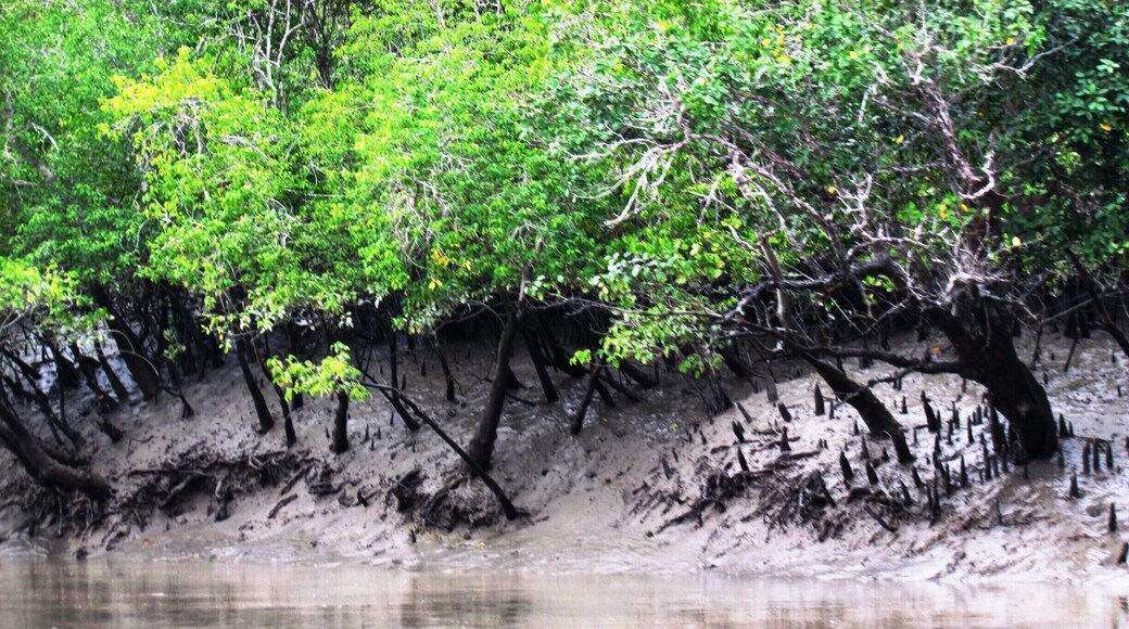Mangroves in Sunderban