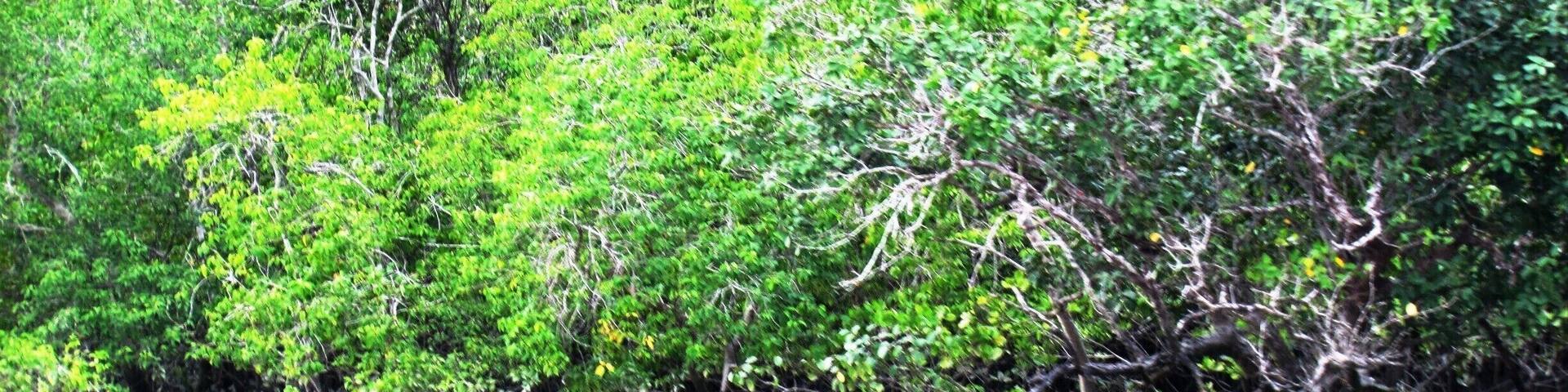 Mangroves in Sunderban