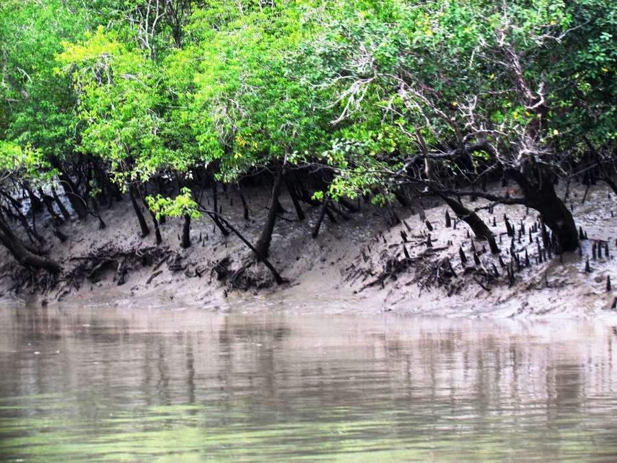 Mangroves in Sunderban