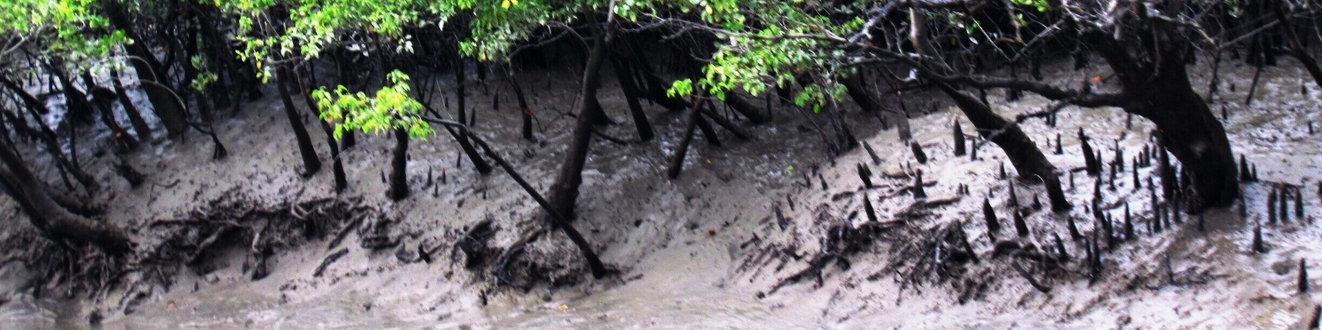 Mangroves in Sunderban