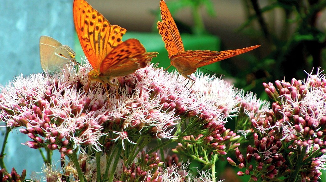 At the restaurant garden near the Moravian Karst, Underground Caves area.
(about 35km North from Brno)
http://www.caves.cz/en/caves/punkva-caves/