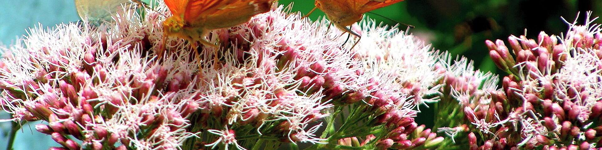 At the restaurant garden near the Moravian Karst, Underground Caves area.
(about 35km North from Brno)
http://www.caves.cz/en/caves/punkva-caves/