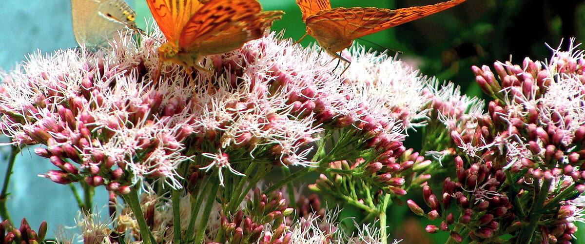 A butterfly on pink flowers.