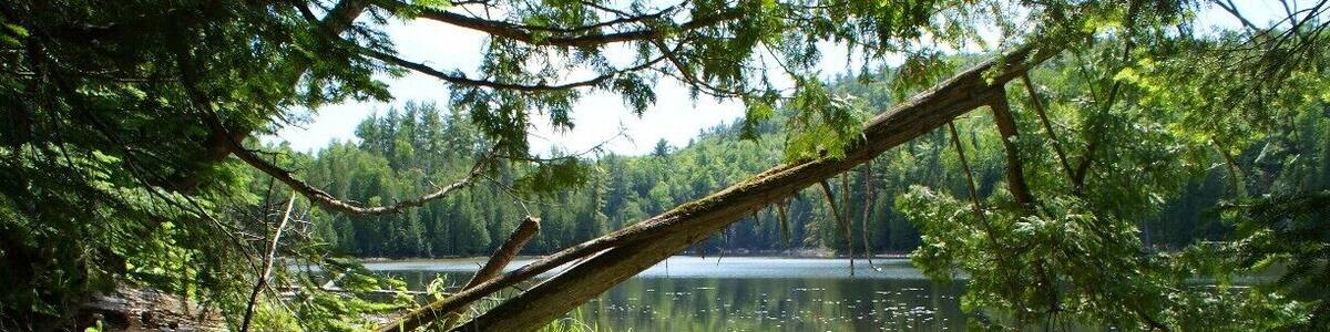 A boat named 'Cattler' on a calm lake surrounded by dense forest.