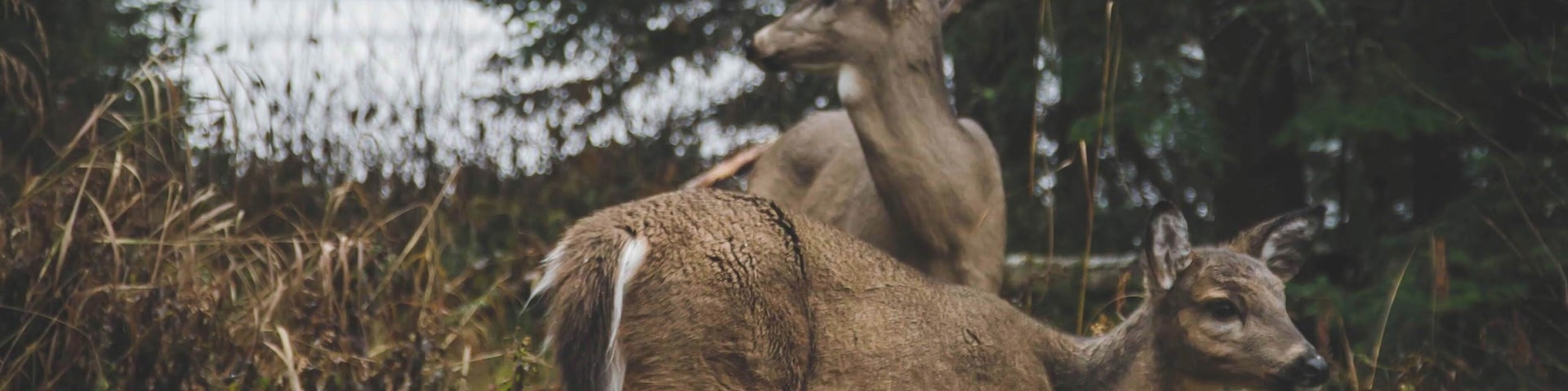 Hiking around the mountain range by Montreal we came across this unique sight, a mother taking care of her daughter by a lake, family love. They were incredibly docile and calm, definitely a moment to remember
#LifeAtExpedia
Travel Tip: When packing for a photography trip always carry extra EVERYTHING with you.. extra batteries, extra memory cards... Several times I've forgotten my SD Card because it was attached to the Laptop back at the hotel room...