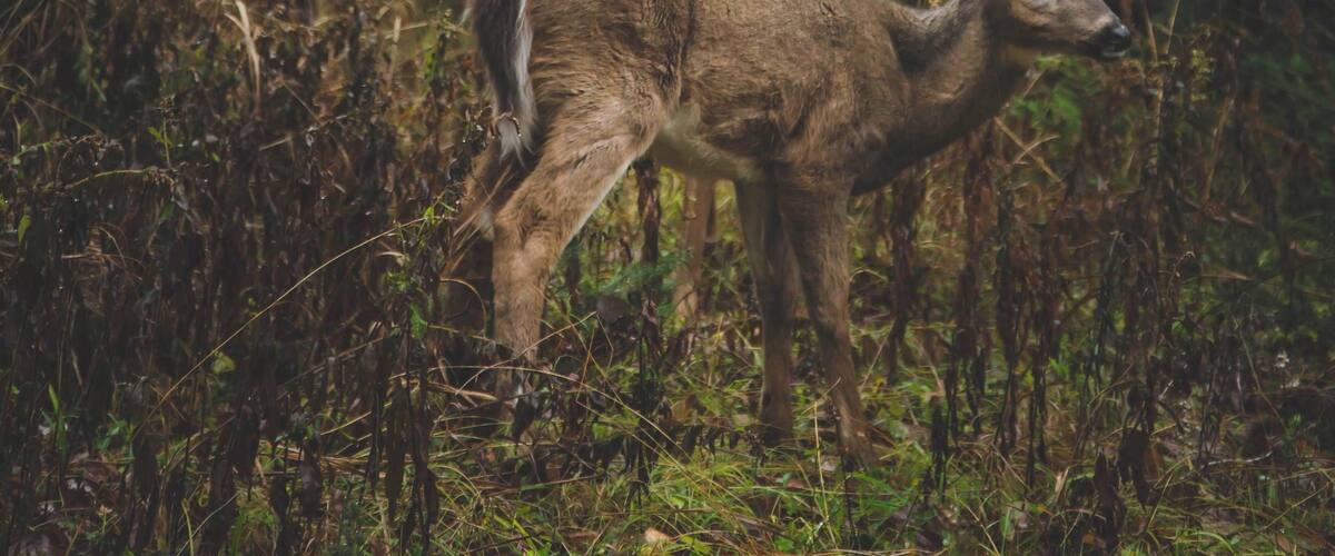 Two deer in a forested area with tall grasses and trees.
