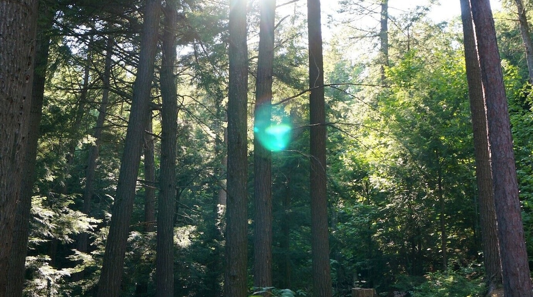 Summer meaning camping and I just love this shot I took last year at one of our favorite campsites. #hiking