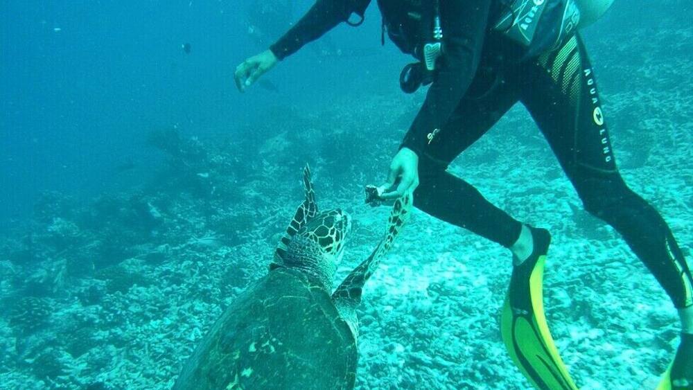 Rupa feeding a turtle some coral while diving the Tiputa Pass in Rangiroa. There are only a couple of dive sites in Rangiroa, but every day is a unique experience. Today we saw a turtle, a few dolphins, and a couple dozen white-tipped reef sharks.
Hats off to friendly folks at TOPDIVE, who did a great job getting us back into diving and making sure we were comfortable in the water.