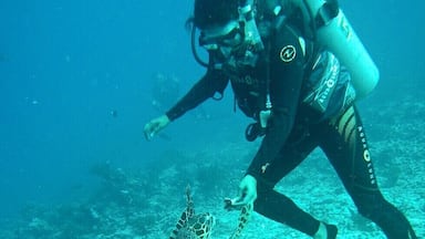 Um mergulhador interagindo com uma tartaruga marinha em um recife de coral.