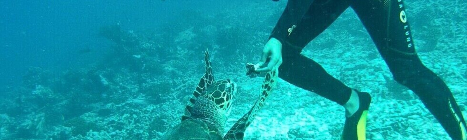 Rupa feeding a turtle some coral while diving the Tiputa Pass in Rangiroa.  There are only a couple of dive sites in Rangiroa, but every day is a unique experience.  Today we saw a turtle, a few dolphins, and a couple dozen white-tipped reef sharks.
Hats off to friendly folks at TOPDIVE, who did a great job getting us back into diving and making sure we were comfortable in the water.