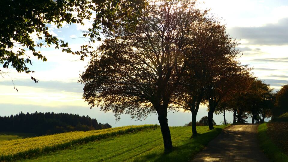 A pathway flanked by trees and a field of yellow flowers, leading towards a body of water.