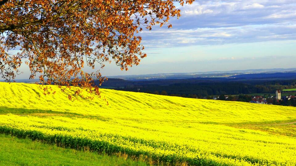 A field of bright yellow flowers, a tree with autumn leaves, and a distant town.