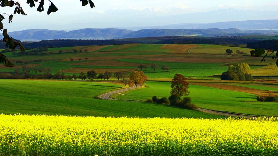 A rural landscape with a winding road, fields of yellow flowers, and rolling hills in the background.