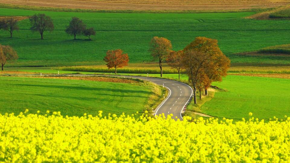 A winding road through a field of yellow flowers, surrounded by green fields and trees.