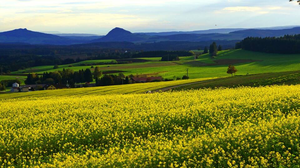 A vast field of yellow flowers, rolling hills, and distant mountains.
