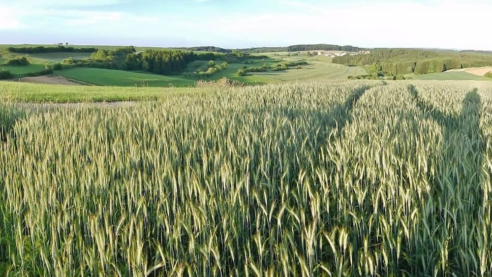 A vast wheat field with rolling hills and scattered trees in the background.
