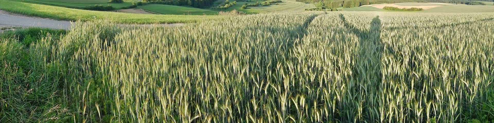 Ausblick bei Emmingen-Liptingen