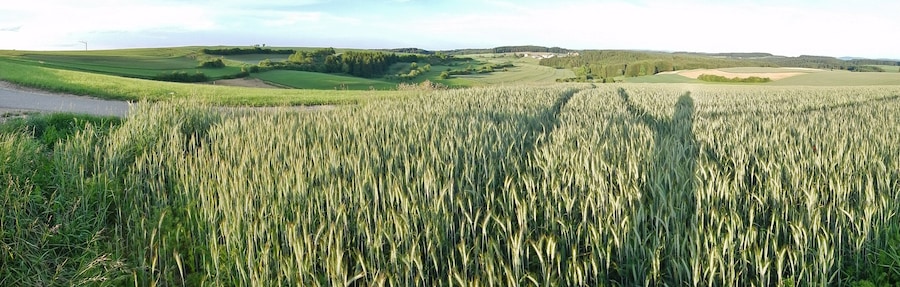 A vast wheat field with rolling hills and scattered trees in the background.