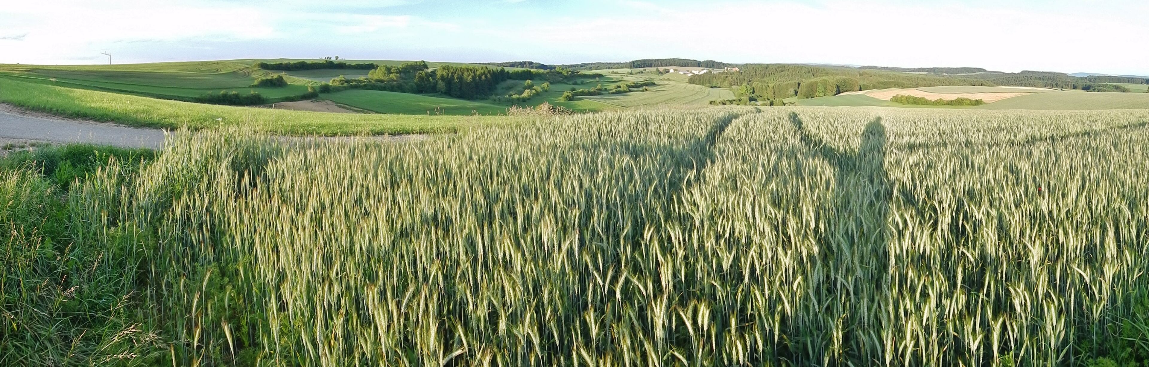 A vast wheat field with rolling hills and scattered trees in the background.