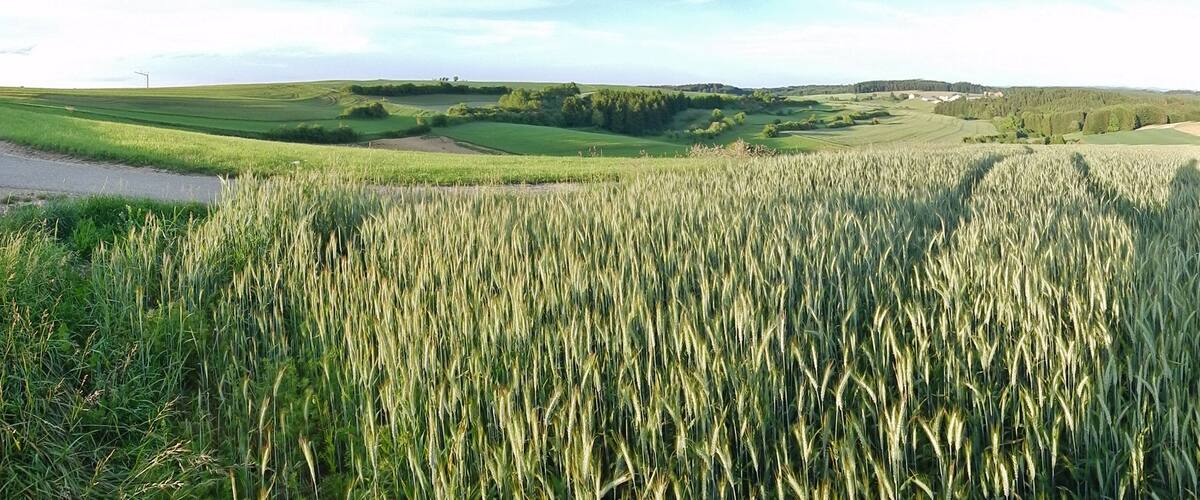 A vast wheat field with rolling hills and scattered trees in the background.