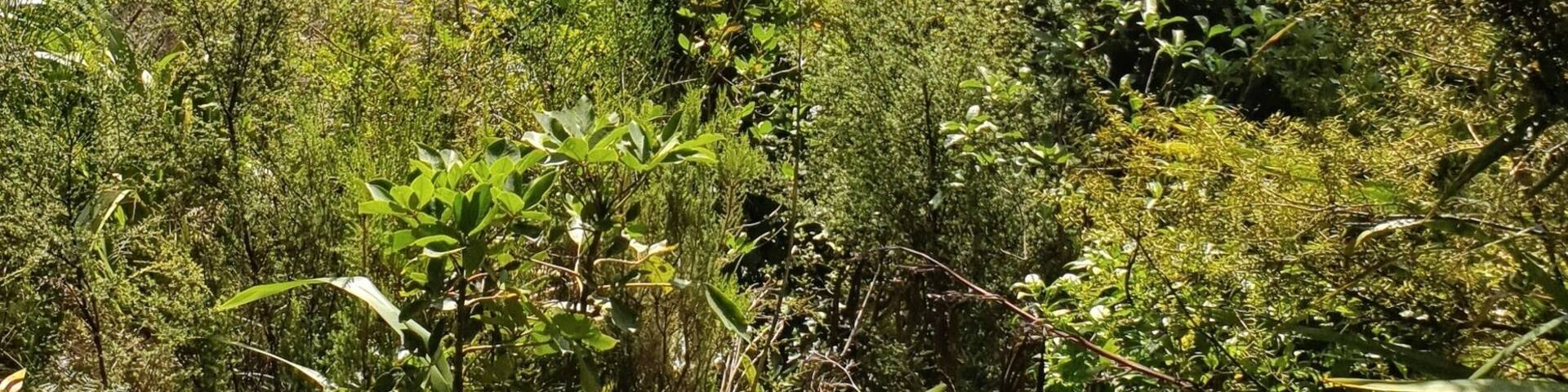 Easy parking next to the bridge great stop between Rotorua and Waitomo Caves