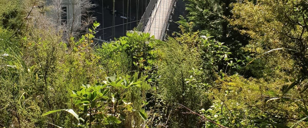 A suspension bridge surrounded by dense greenery and trees.