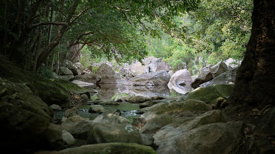 A forested area with a stream flowing through rocks and trees.