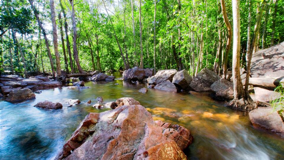 A forest stream with rocks and trees.