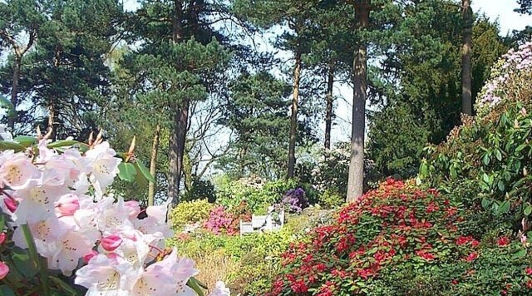Lea Rhododendron Gardens. A collection of rhododendrons, azaleas, alpines and conifers set on a hillside in the Derbyshire countryside.