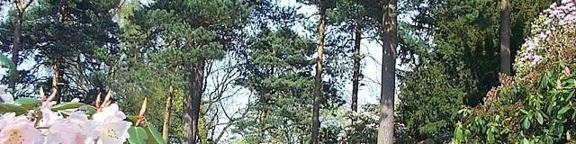 Lea Rhododendron Gardens. A collection of rhododendrons, azaleas, alpines and conifers set on a hillside in the Derbyshire countryside.