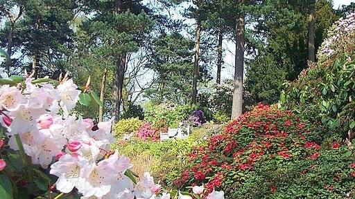 Lea Rhododendron Gardens. A collection of rhododendrons, azaleas, alpines and conifers set on a hillside in the Derbyshire countryside.