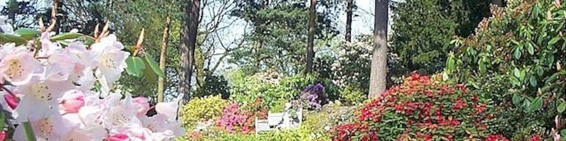 Lea Rhododendron Gardens. A collection of rhododendrons, azaleas, alpines and conifers set on a hillside in the Derbyshire countryside.