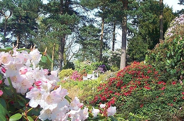 A garden with pink and red flowers, green shrubs, and tall trees.