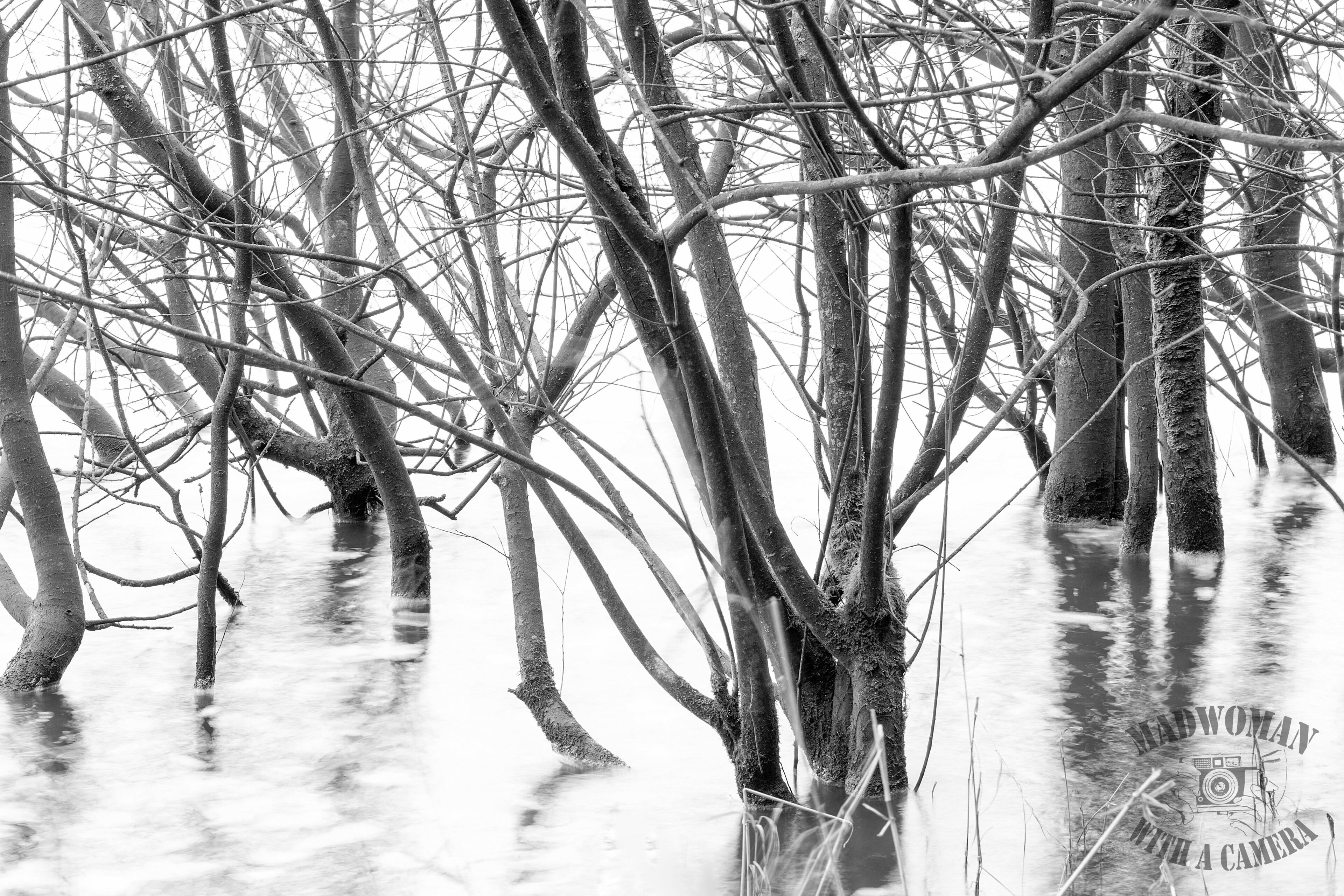 A black and white photo of a flooded area with trees and water.
