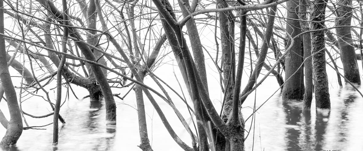 A black and white photo of a flooded area with trees and water.
