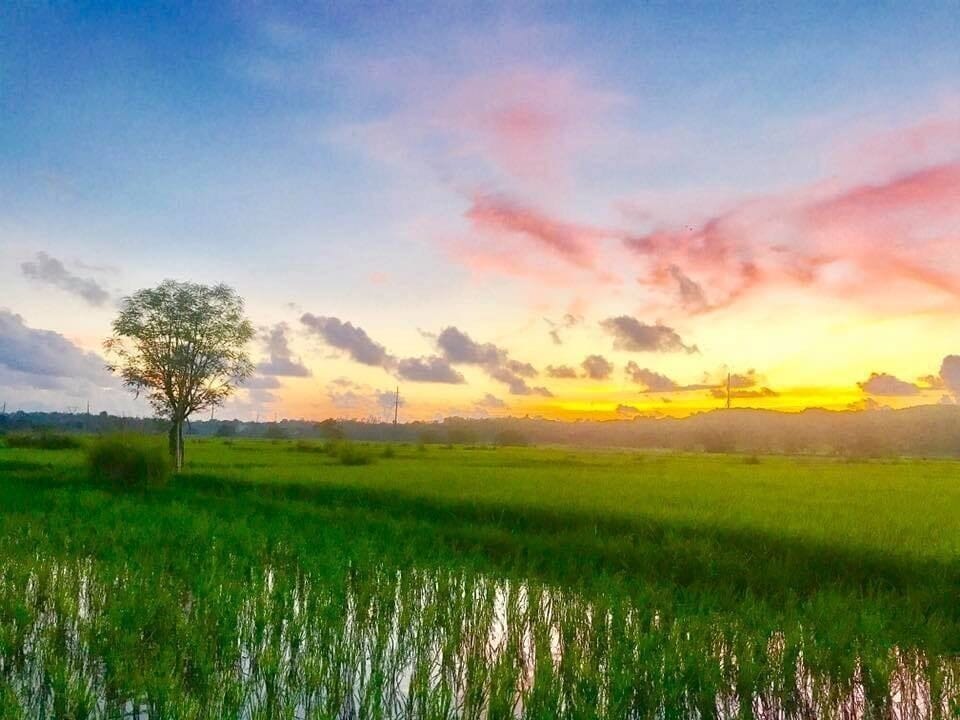 Early morning walk, capturing the view of ricefields while the sun shines to brighten up everybody’s day in my home City... Batac, Ilocos Norte, Phils. #Nature Photo Contest #goodmorningphils