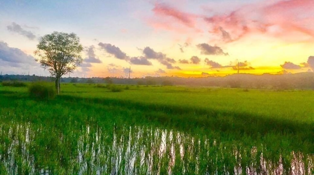 Early morning walk, capturing the view of ricefields while the sun shines to brighten up everybody’s day in my home City... Batac, Ilocos Norte, Phils. #Nature Photo Contest #goodmorningphils