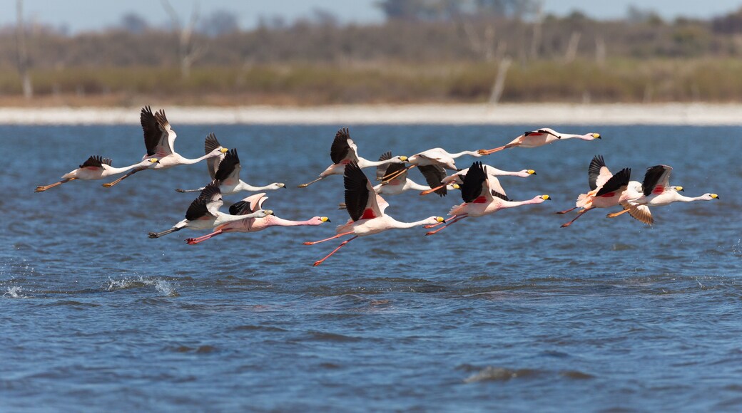 Beautiful flamingos in Ansenuza National Park, Cordoba, Argentina