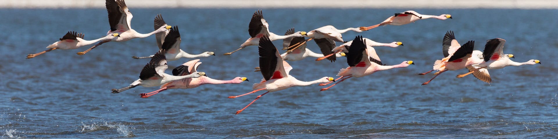 Beautiful flamingos in Ansenuza National Park, Cordoba, Argentina