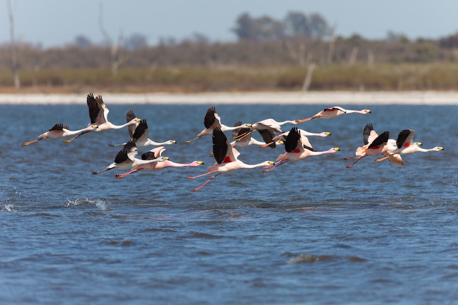 Beautiful flamingos in Ansenuza National Park, Cordoba, Argentina