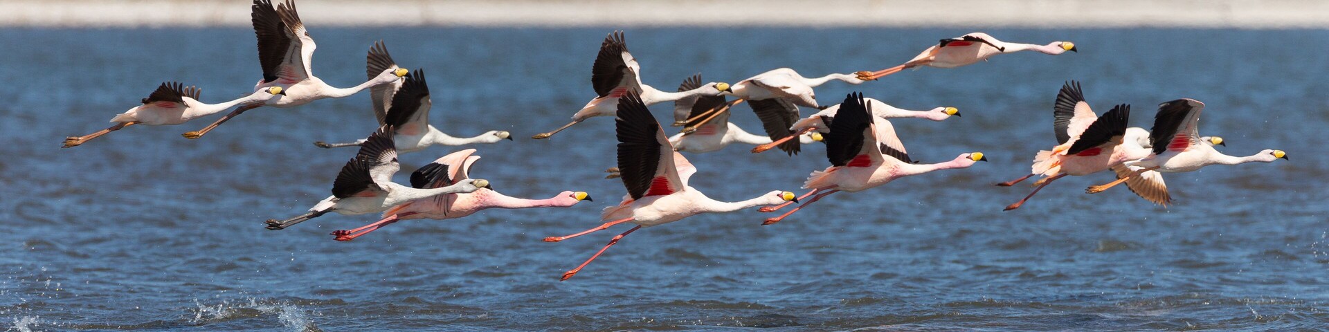 Beautiful flamingos in Ansenuza National Park, Cordoba, Argentina