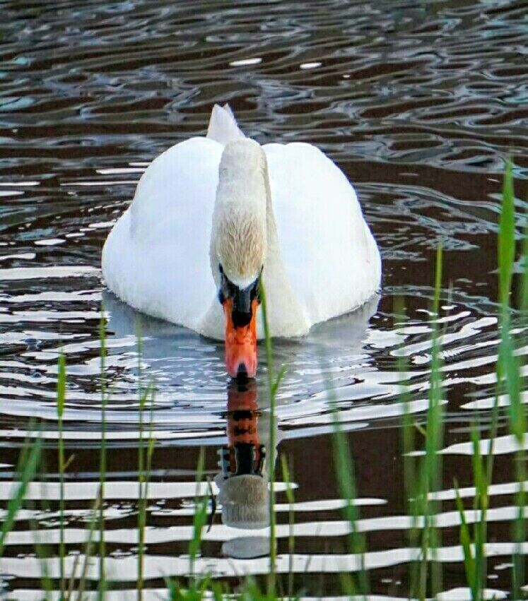 I really do love the reflection #birds. 