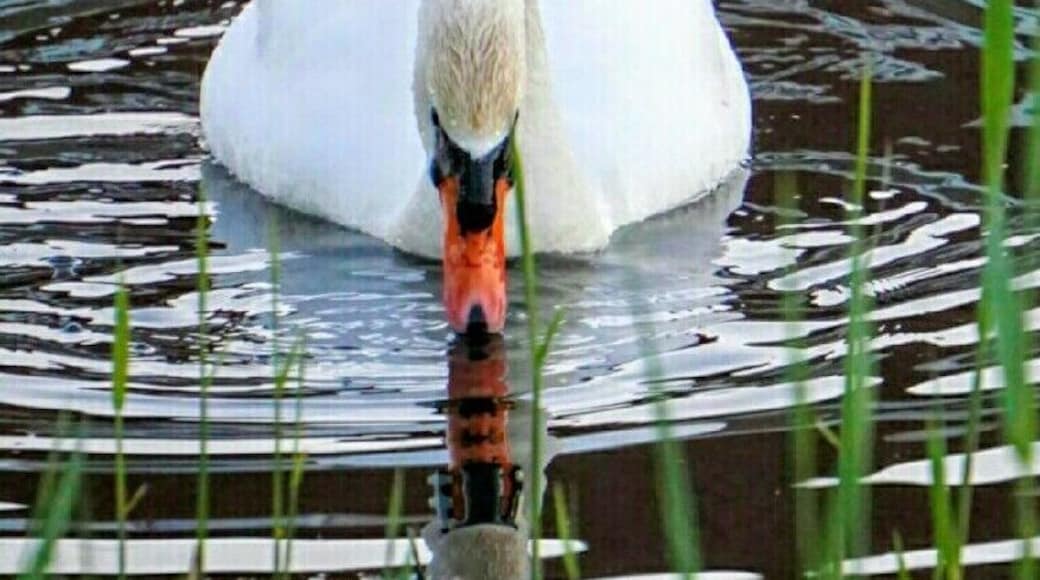 I really do love the reflection #birds.