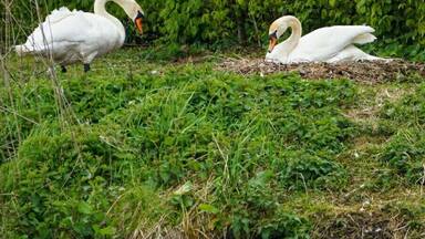 Mam and dad to be. How elegant they are #spring