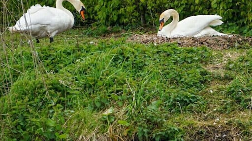 Mam and dad to be. How elegant they are #spring