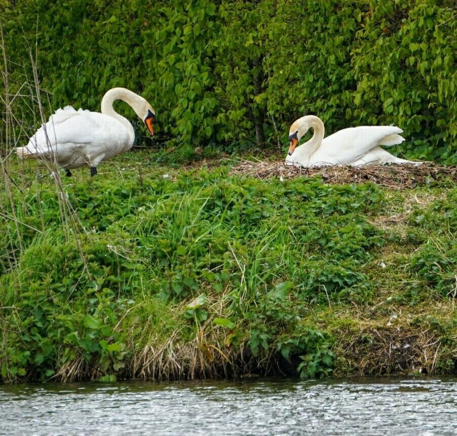 Mam and dad to be. How elegant they are #spring